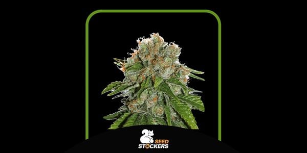 Best Rates Amnesia Strains in 2024 